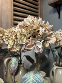 Hortensia crème h 70 cm