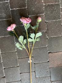 Ranonkel  Roze > 55 cm