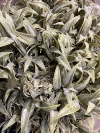 Bush Leucothoe Grey 35 cm