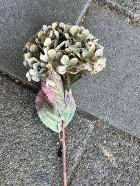 Hortensia met blad > groen > 70 cm