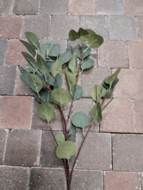 Eucalyptus tak 90 cm