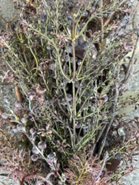 Toef bruintinten met sobere Dadeltak > 55 cm