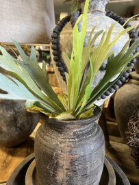 Hertshoorn >lengte 30 cm