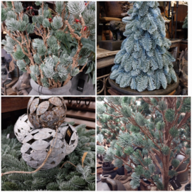 X-Tree Larix grey Green M > h 120 cm