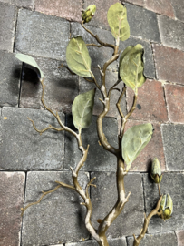 Magnolia in knop > green