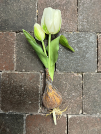 Silk Tulip Bulb white  > 25 cm