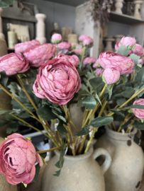 Ranonkel  Roze > 55 cm