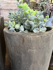 Eucalyptus plant in stenen pot ( Grey ) h 25 cm
