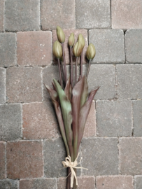 Tulpen Groen dichte knop > bos van 7 stuks , lengte 45 cm
