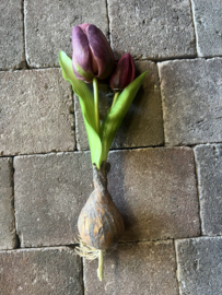 Silk Tulip Bulb  purple > 25 cm