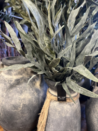 Bush Dearhorn Fem Grey 40 cm