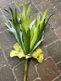 Hertshoorn >lengte 30 cm