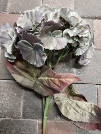 Hortensia oudblauw/grijs > 70 cm