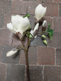 Magnolia(tak)  wit/creme  > 66 cm