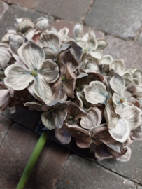 Hortensia ( zonder blad ) blauw-groen 50cm