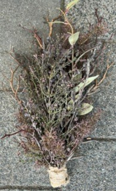 Toef bruintinten met sobere Dadeltak > 55 cm