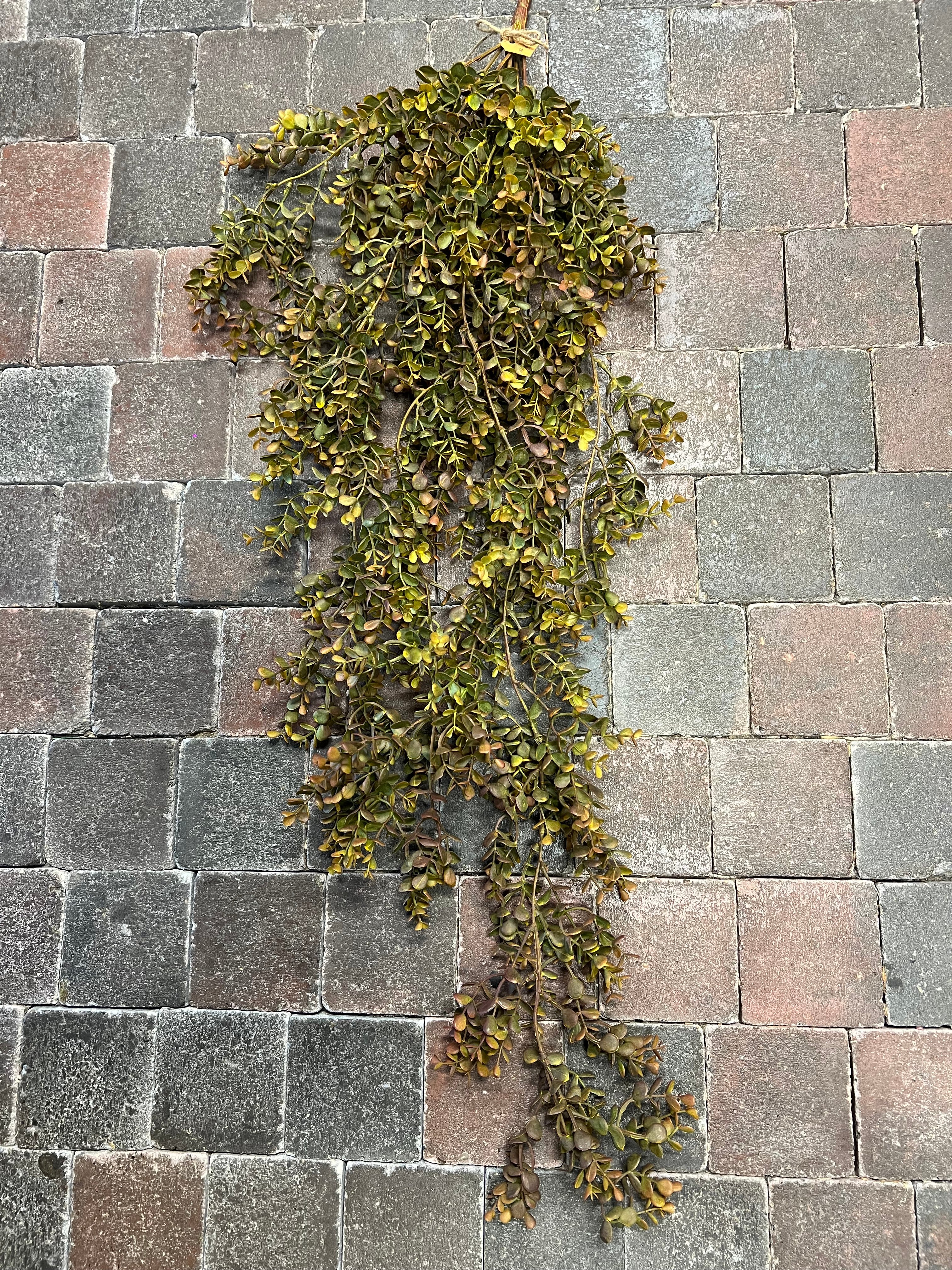 XL toef eucalyptus groen/bruin >