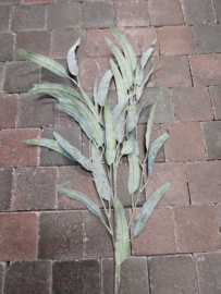 Eucalyptus " viscum "  grijs/groen > 105 cm