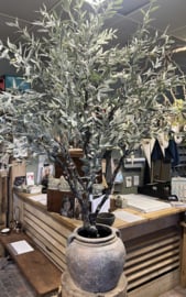 Olive Tree Ancient Giganteum 190 cm