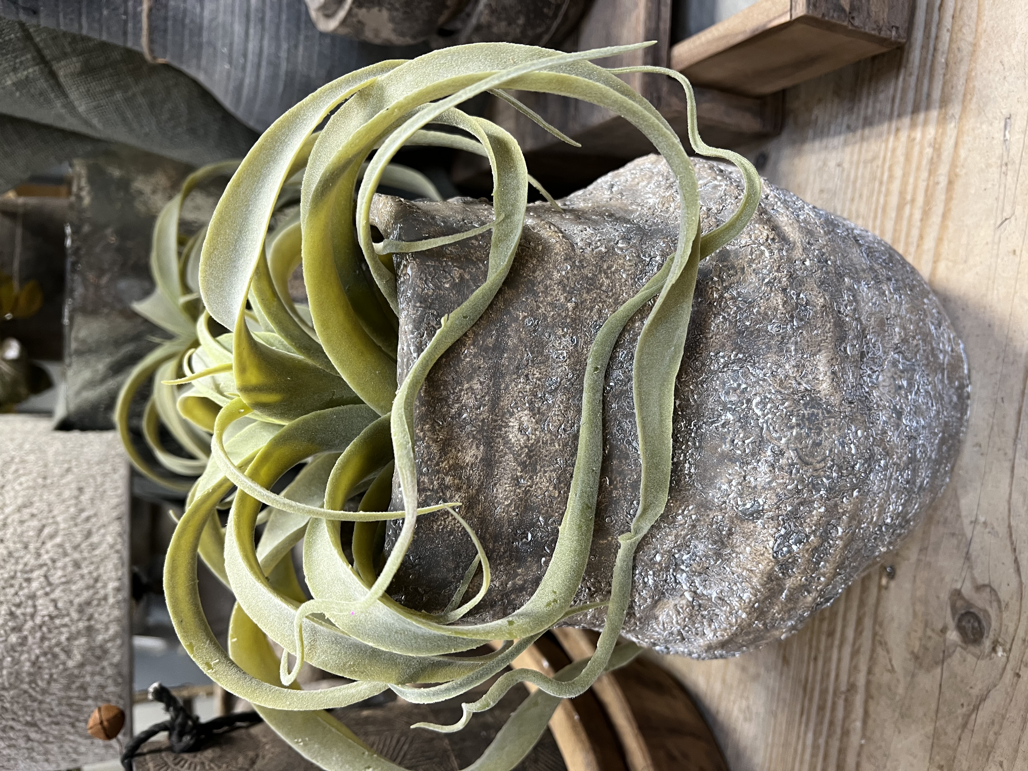 Tillandsia groen > M > Ø  ± 21 cm  " Close-to-Real "