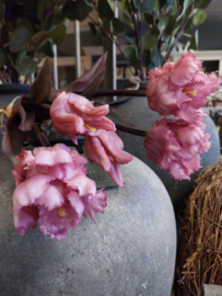 Tulpen Roze " parkiet / papagaai " 5 st > 40 cm