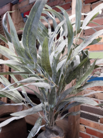 Eucalyptus " viscum "  grijs/groen > 105 cm
