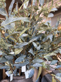 Salix Fructus groen 100 cm