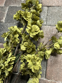 Prunus  Sakura Green 100 cm