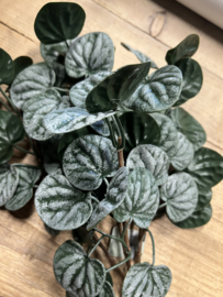 Bush Saintpaulia dark green 35 cm