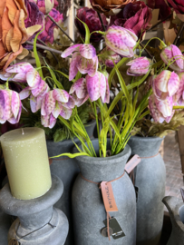 Fritillary (kievitsbloem) Flower Pink > 58 cm