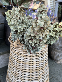 Hortensia " Plume "  green > 80 cm