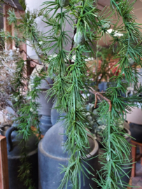 Pine tak > lengte 130 cm  ( valt naar beneden )