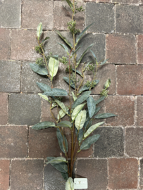 Salix Fructus groen 100 cm