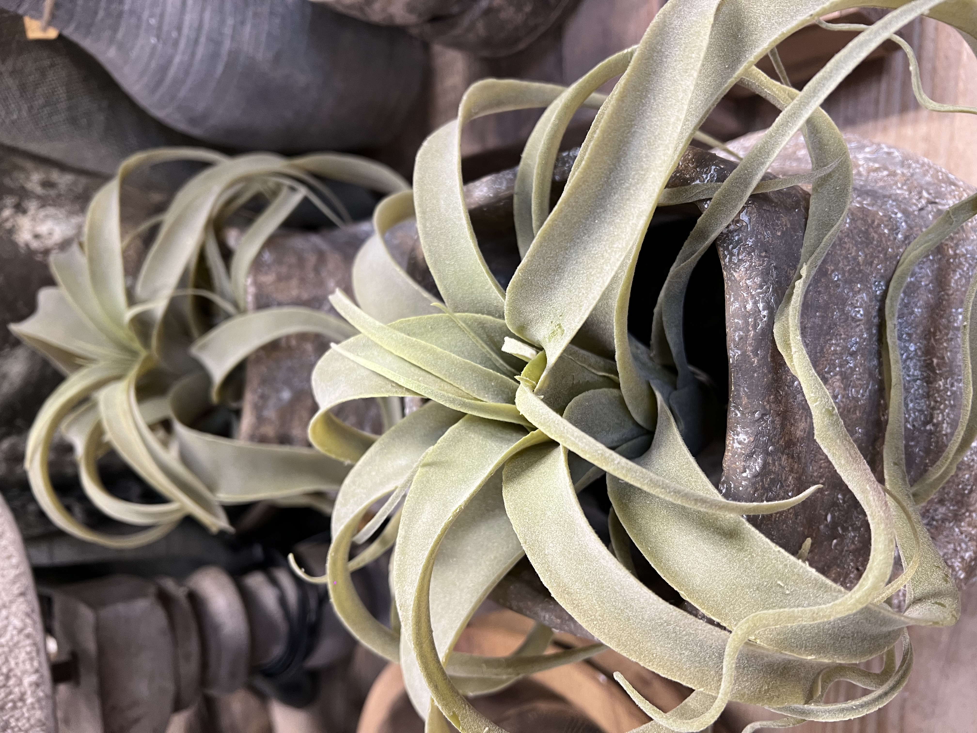 Tillandsia groen > M > Ø  ± 21 cm  " Close-to-Real "