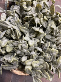 Bush Stachys Grey 32 cm