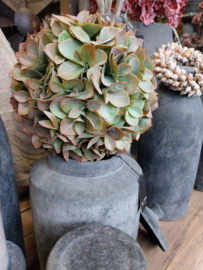 Eucalyptus-bol  20 cm , close-to-real