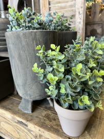 Eucalyptus plant in stenen pot ( Grey ) h 25 cm