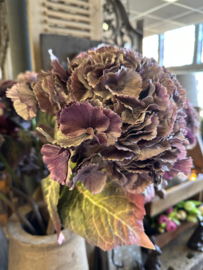 Hortensia zacht lila 70 cm