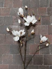 Magnolia " de luxe " wit > 107 cm
