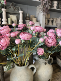 Ranonkel  Roze > 55 cm