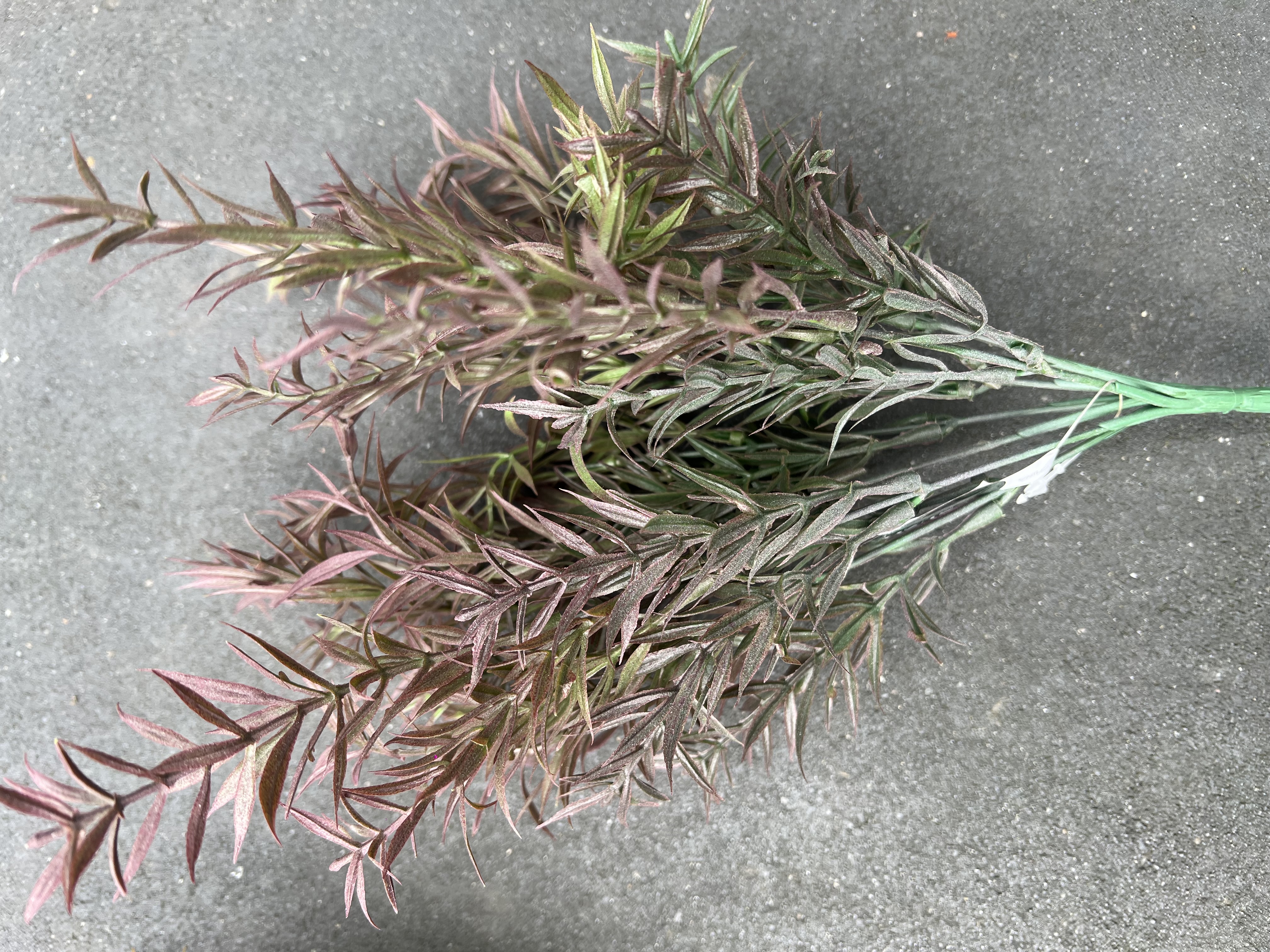 Rozemarijn bush dark > h 34 cm