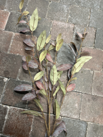 Salix Green/Purple > 102 cm