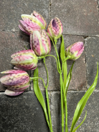 Fritillary (kievitsbloem) Flower Pink > 58 cm