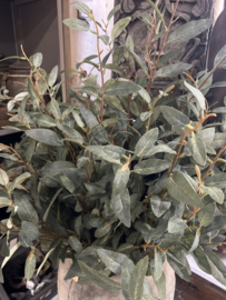 Salix Grey/Green > 102 cm