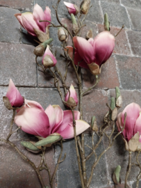 Magnolia " de luxe " donker roze > 107 cm