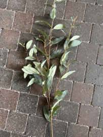 Salix Grey/Green > 102 cm