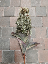 Hortensia Plume groen > lengte 80 cm