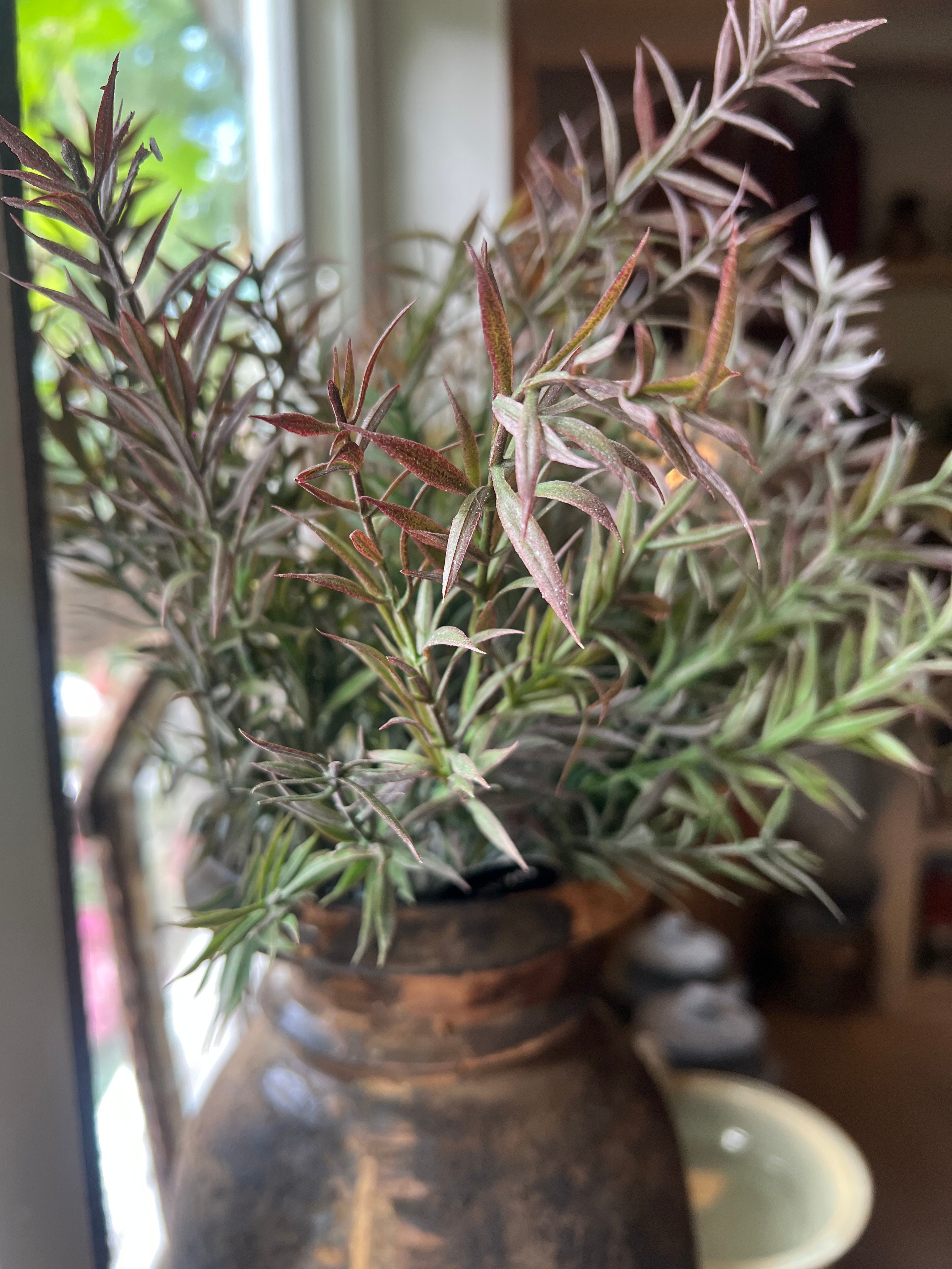 Rozemarijn bush dark > h 34 cm