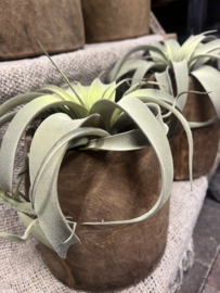 Tillandsia Ø 20 cm