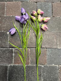 Fritillary (kievitsbloem) Flower Pink > 58 cm